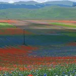 Alojamento de Turismo Rural Canonici
